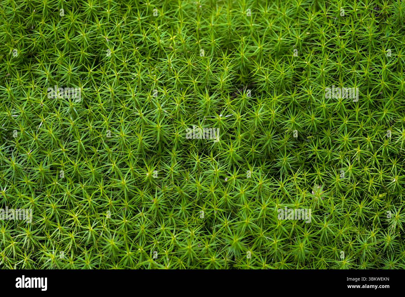 Foto di dettaglio del muschio verde. Fondo forestale come sfondo. Foto Stock