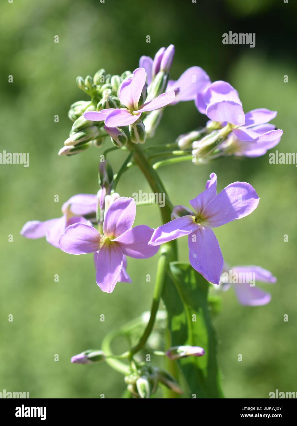Primo piano su viola gilliflower Hesperis matronalis Foto Stock