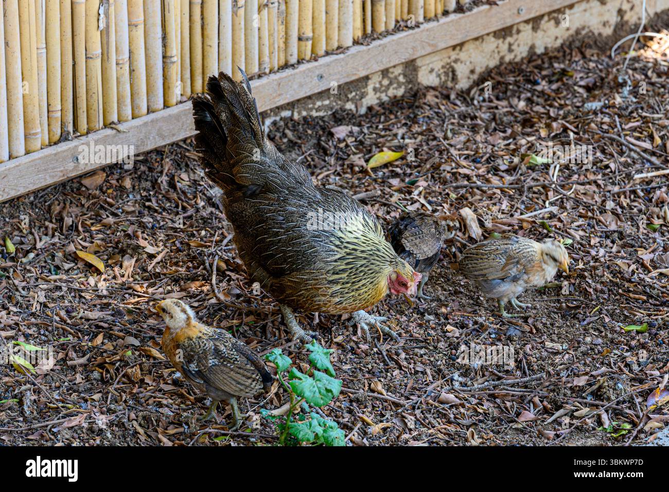 Galline e pulcini che picchiano per il cibo Foto Stock
