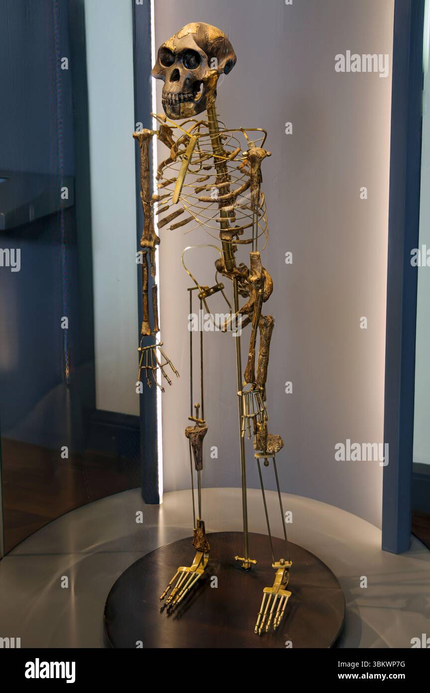 Hominin ricostruzione dello scheletro di Australopithecus afarensis (Lucia) A. afarensis era un bipede simile a quella umana primate (ominide) che vivevano in Africa 3,9- Foto Stock