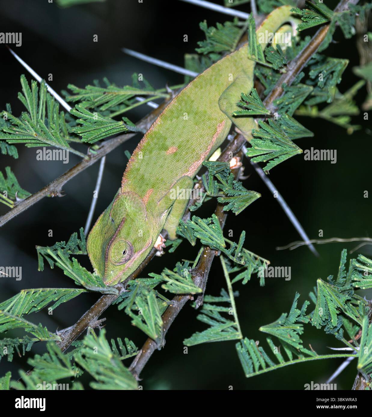 Durante la notte i camaleonti, come questo con il collo a patta, si arrampicano su rami e ramoscelli sottili e dormono in relativa sicurezza da predatori più pesanti. Foto Stock