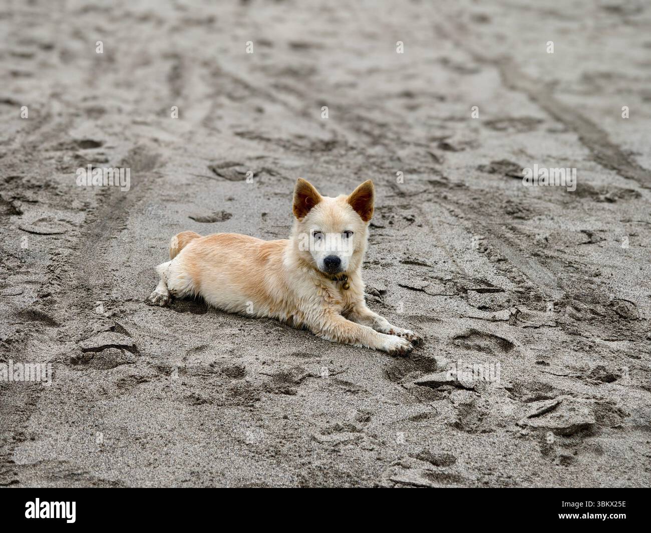 Cane da spiaggia che riposa sulla sabbia Foto Stock