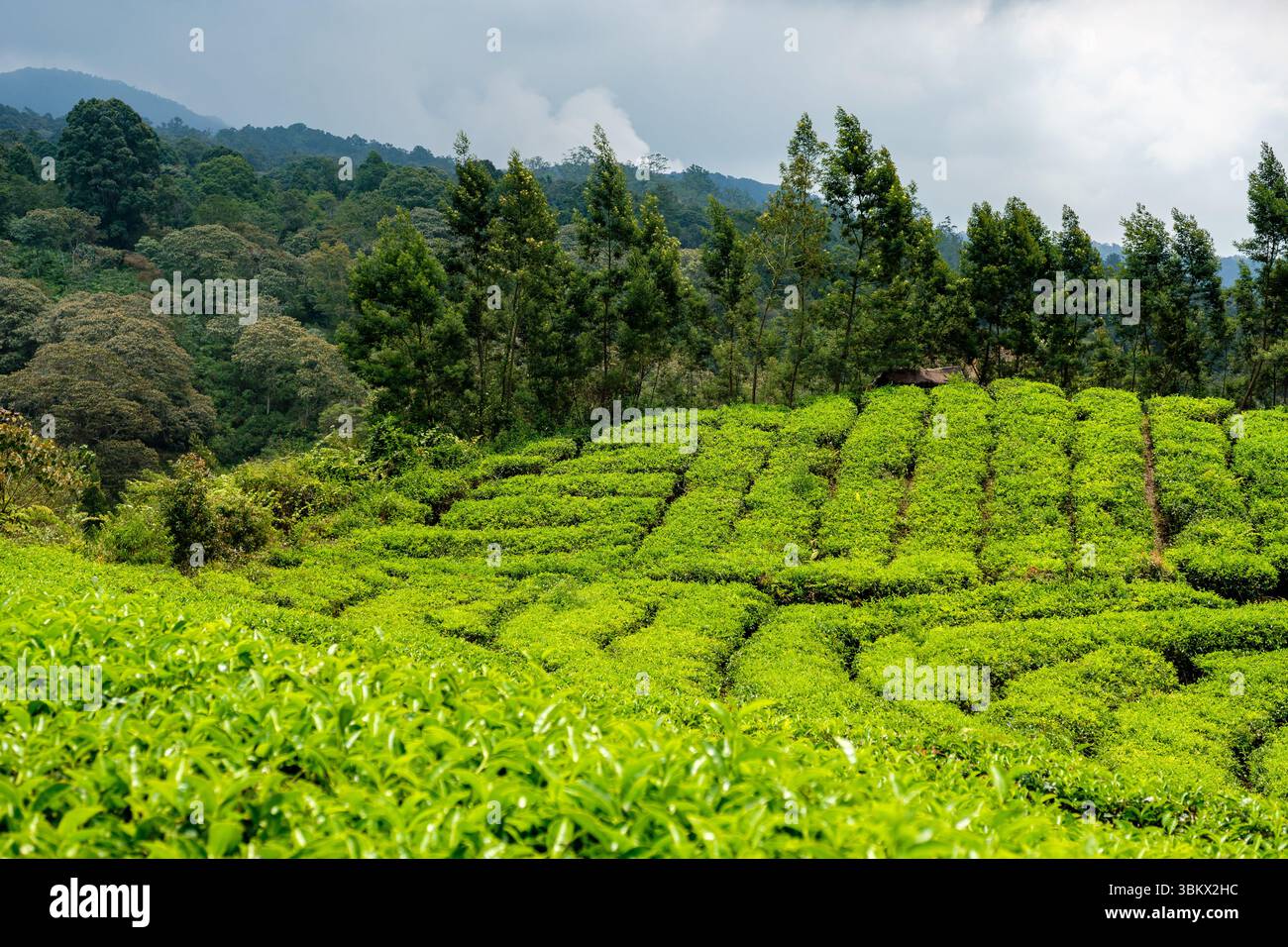 I cespugli di tè sono coltivati su questi pendii montani, creando un vivace paesaggio verde per la produzione del tè. Foto Stock