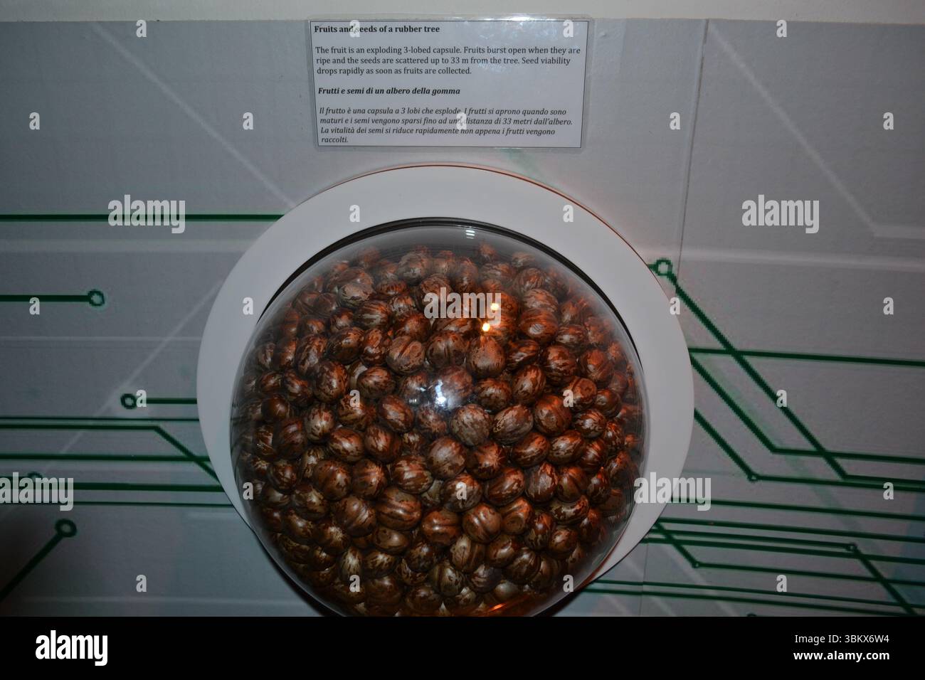 Semi di gomma naturale di hevea brasiliensis esposti in contenitore di plastica come esposti. Brown ha striato le palle in un mucchio. Illuminazione della luce interna. Foto Stock