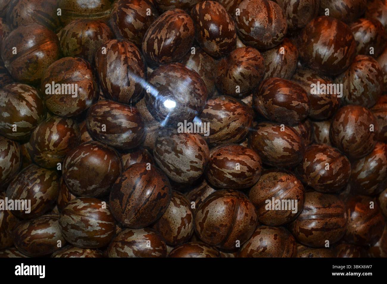 Semi di gomma naturale di hevea brasiliensis esposti in contenitore di plastica come esposti. Brown ha striato le palle in un mucchio. Illuminazione della luce interna. Foto Stock