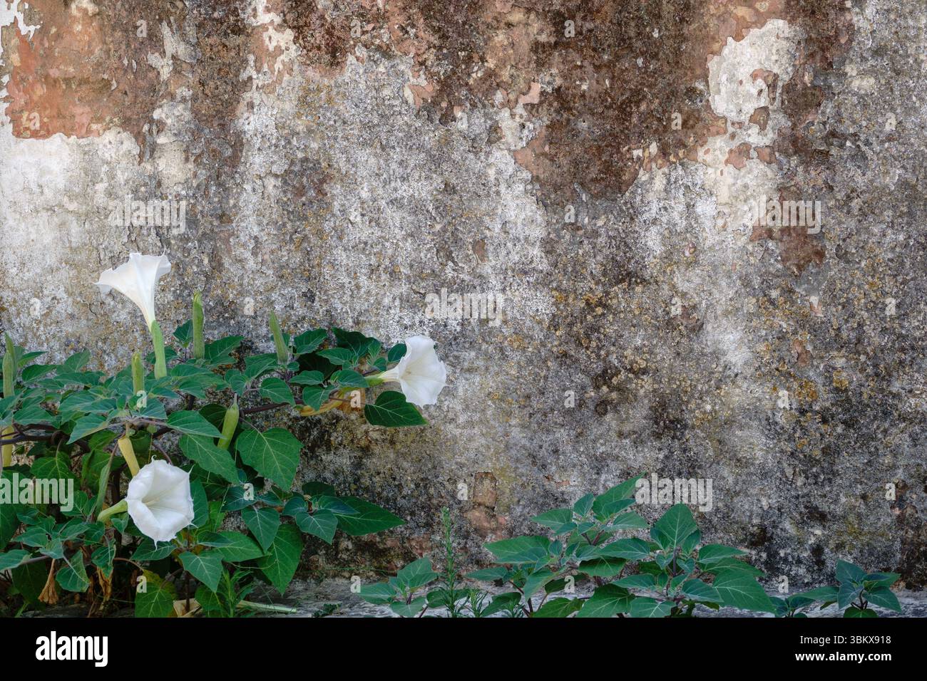 Tre fioriture Datura con fogliame contro una parete di gesso angosciata con macchie d'acqua Foto Stock
