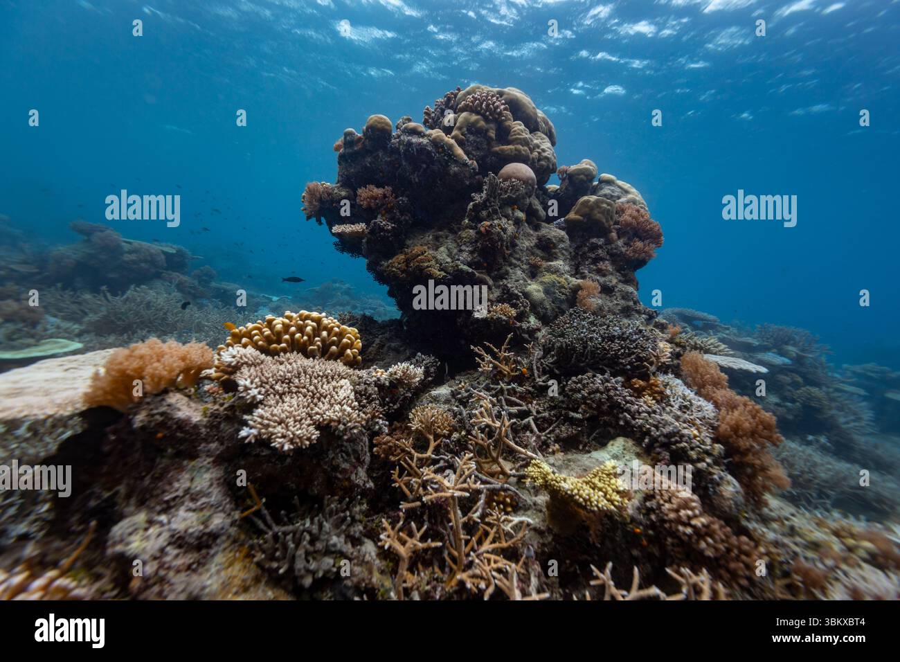 Una vista subacquea di una vibrante barriera corallina, che mostra una vasta gamma di formazioni coralline e vita marina, evidenziando la bellezza e l'importanza ecologica di questi ecosistemi sottomarini. Foto Stock