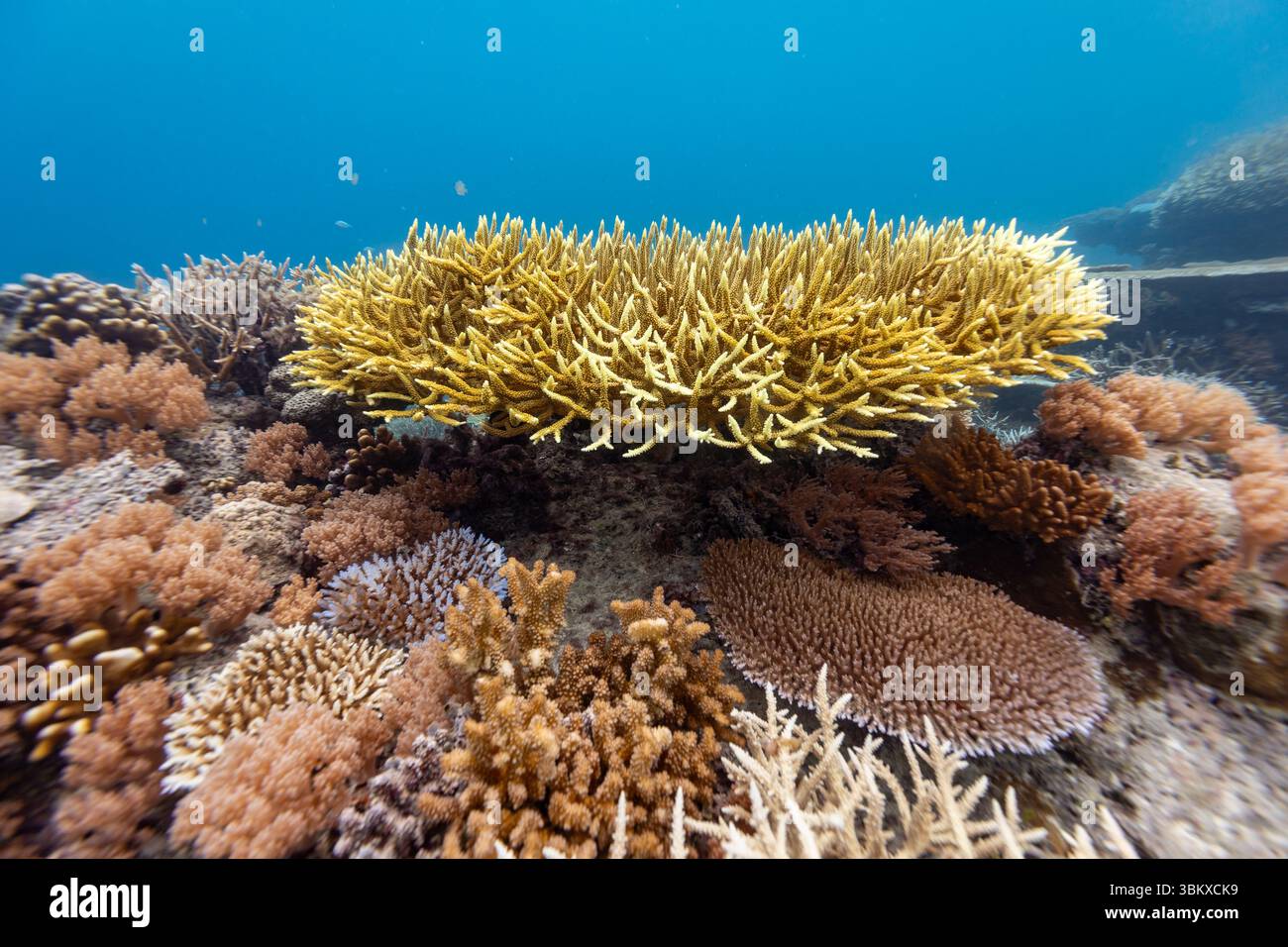 Una vibrante scena subacquea mostra un variegato ecosistema della barriera corallina, con varie specie di coralli che prosperano nell'oceano azzurro. L'immagine cattura la bellezza e la complessità della vita marina, evidenziando l'importanza delle barriere coralline come habitat per numerosi organismi acquatici. Foto Stock