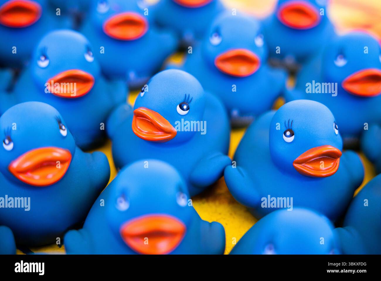 Primo piano di anatre di gomma blu disposte in uno spettacolo allegro e colorato, divertente, accattivante e pieno di personalità. Foto Stock