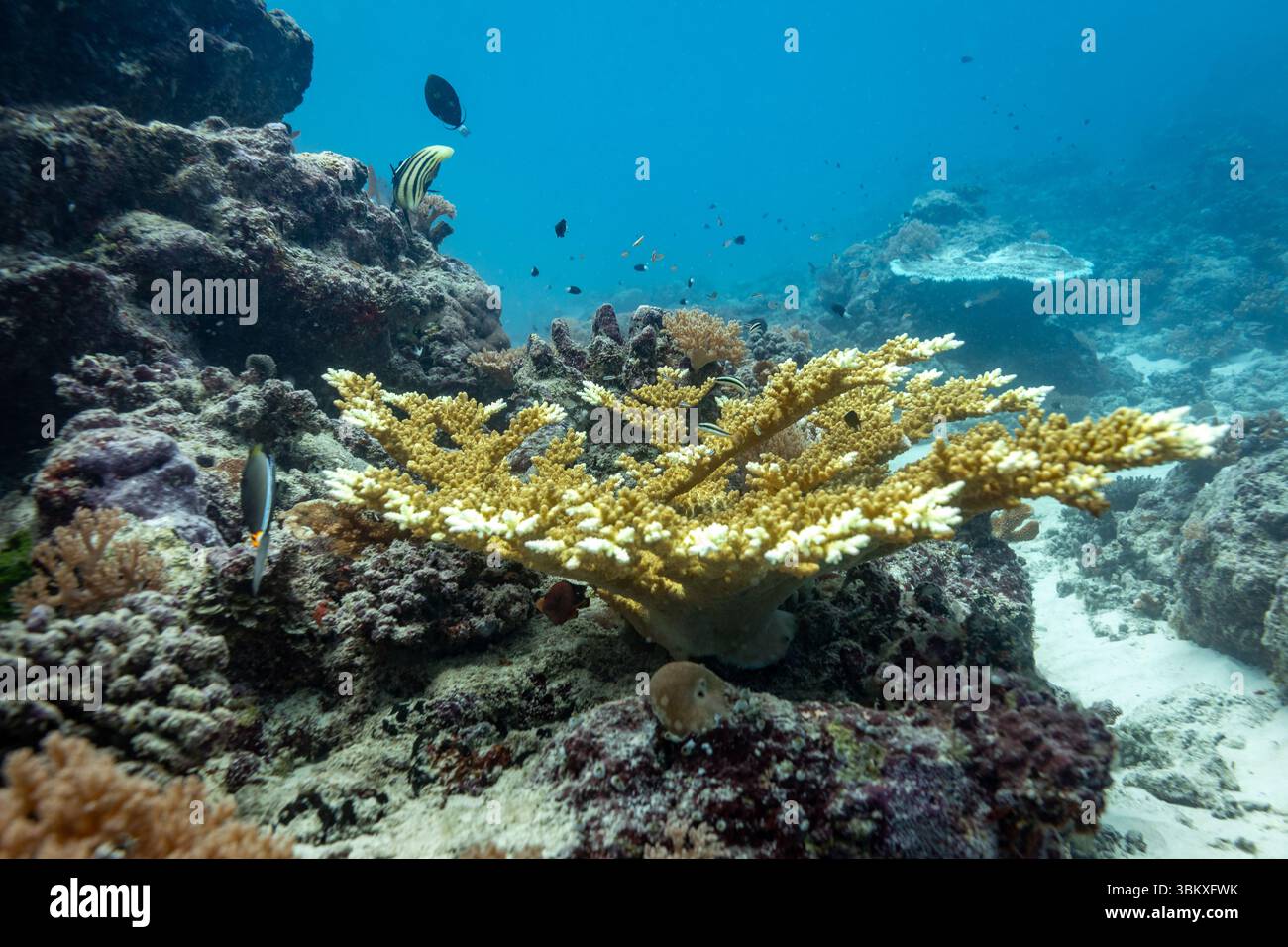 Una vivace scena subacquea mostra una grande e ramificata formazione corallina, brulicante di varie specie di pesci, evidenziando la biodiversità e l'importanza ecologica delle barriere coralline. Foto Stock