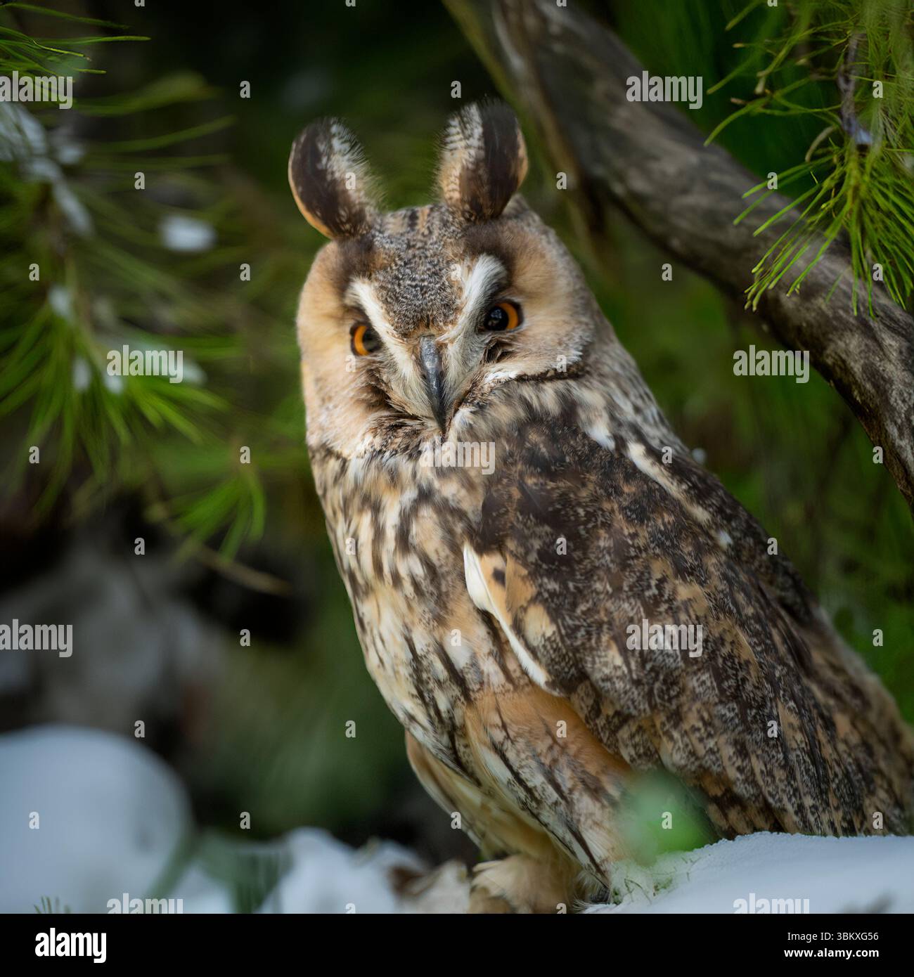 Gufo a orecchie lunghe (Asio Otus) Foto Stock