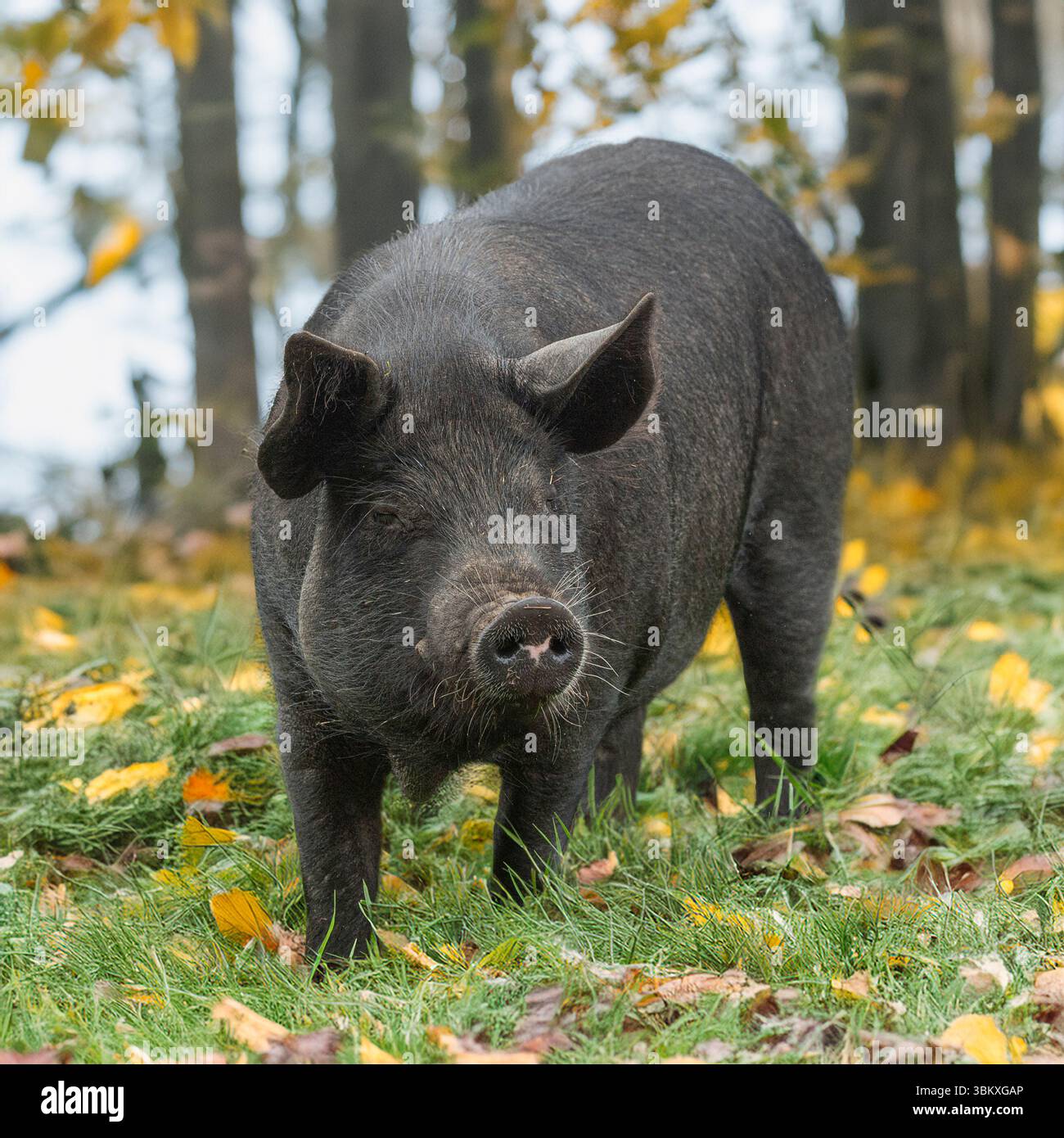 Grande Black Pig nel bosco Foto Stock