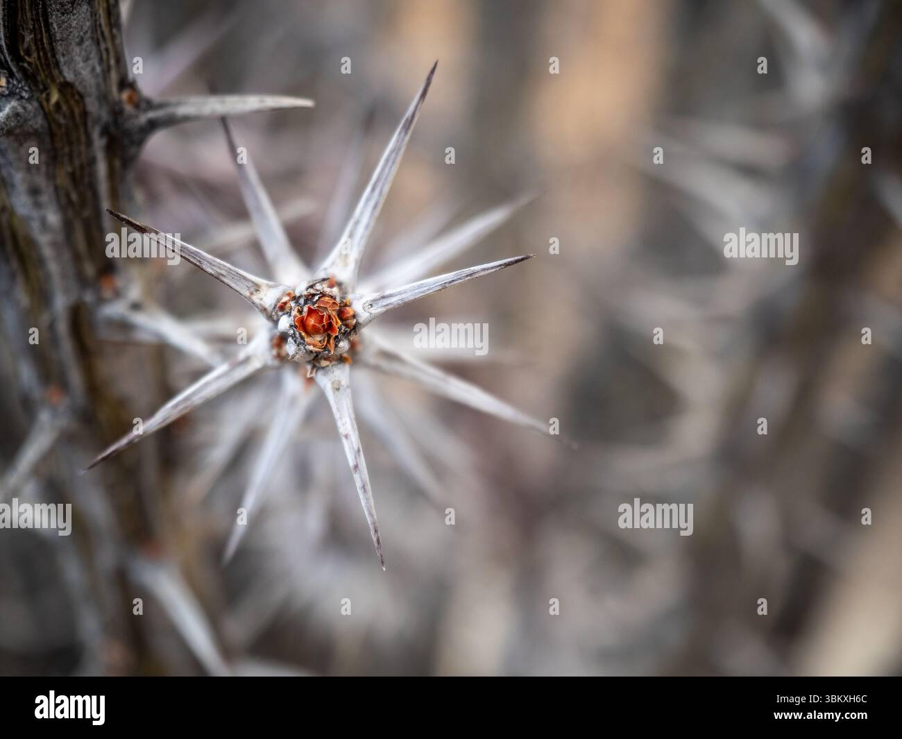 Uno scatto ravvicinato cattura gli intricati dettagli di una pianta spinosa, mostrando le sue spine affilate e la sua struttura unica. Foto Stock