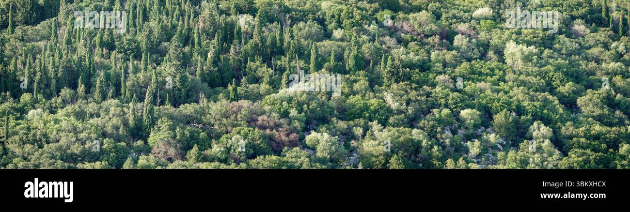 Panorama paesaggistico di una fitta foresta, Cefalonia, Grecia Foto Stock