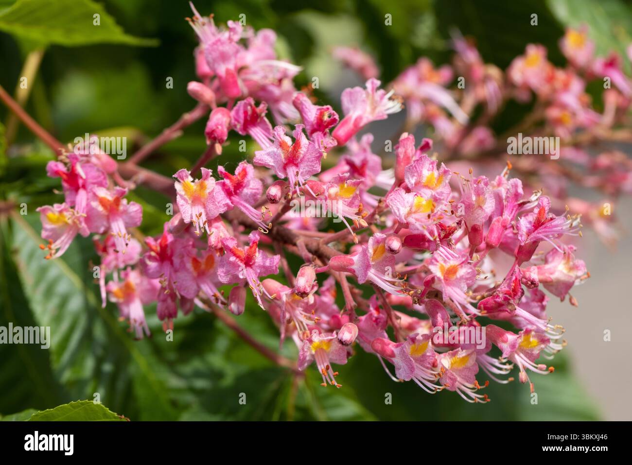 Immagine macro ravvicinata di fiori di castagno rosso (esculus x carnea) in piena fioritura. I vivaci petali rosa e lo sfondo naturale lo rendono perfetto per la tua vacanza Foto Stock