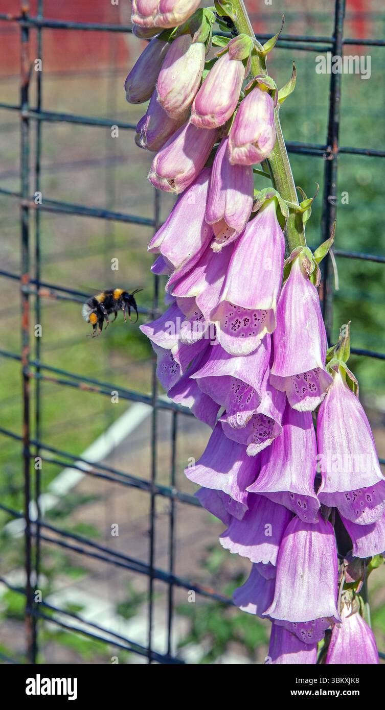 Un fiore di guanto di volpe corteggiato da un bumblebee. Foto Stock