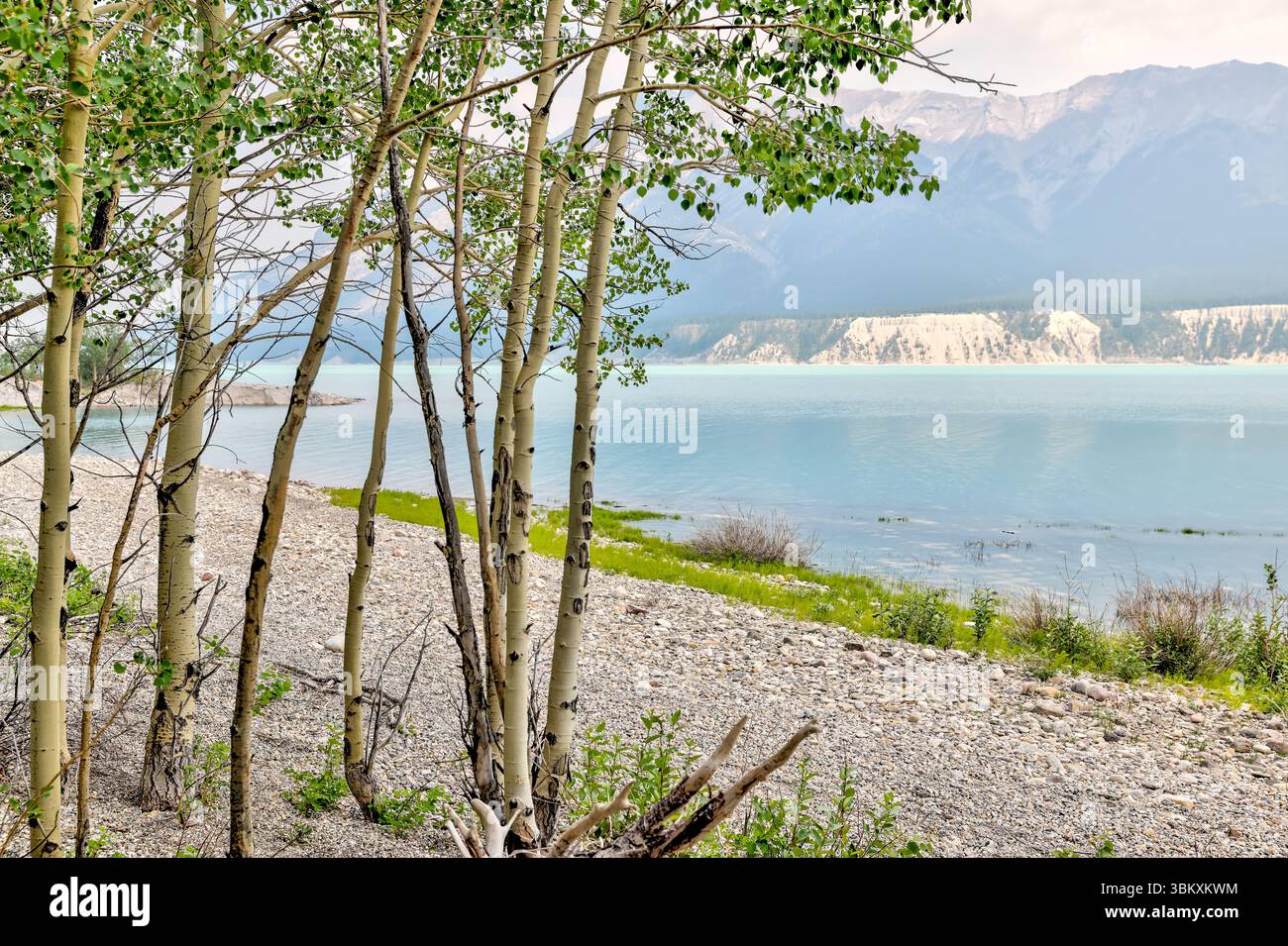 Paesaggi lungo le rive del lago Abraham nel David Thompson Park nelle Montagne Rocciose dell'Alberta Foto Stock