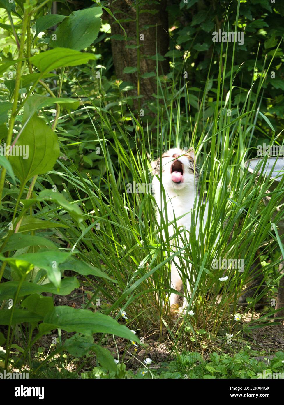Gatto tricolore seduto nell'erba alta e masticando una lama, bocca aperta in mezzo all'azione, circondato da una vivace vegetazione verde in una giornata di sole. Foto Stock