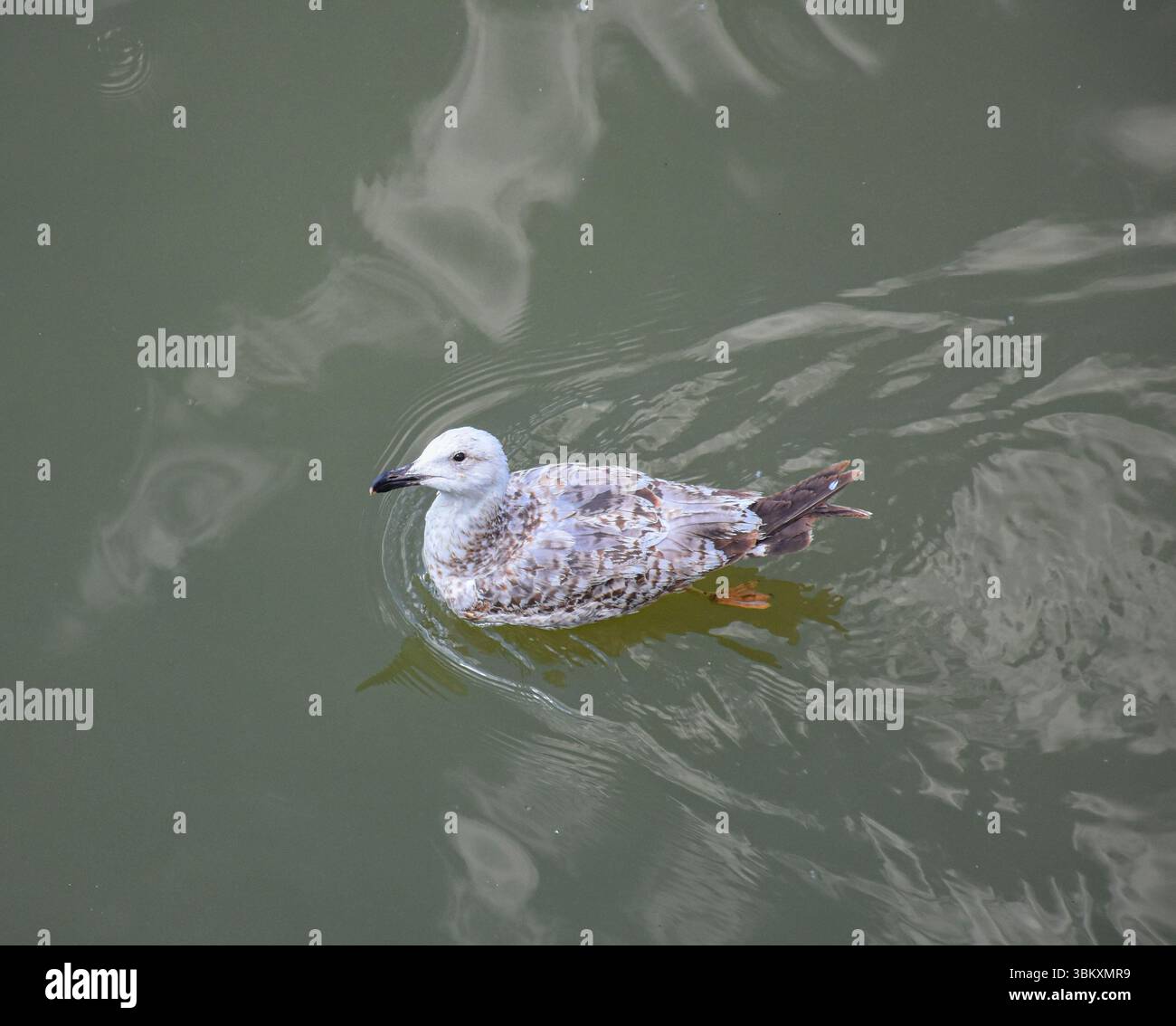 Il gabbiano fluviale scivola senza ondulazioni, al ritmo del tranquillo e nebbioso fiume Danubio. Foto Stock