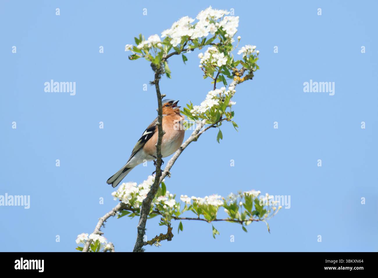 Chaffinch maschio, Fringilla coelebs arroccato sul comune biancospino-Crataegus monogyna in canzone. Foto Stock