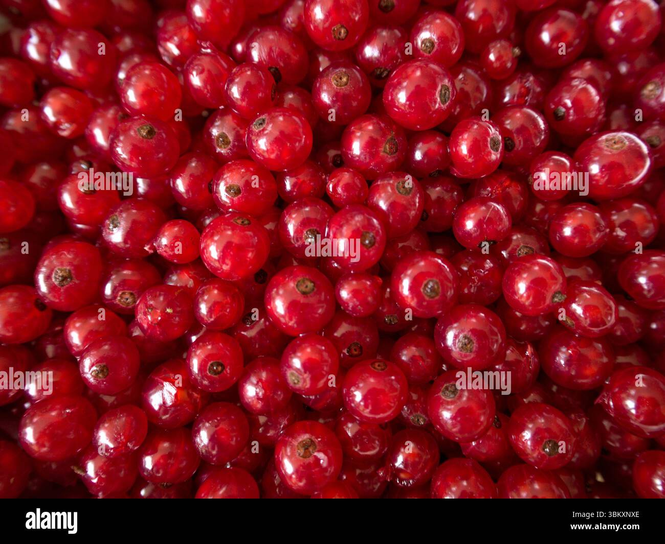 Foto macro di molti ribes rossi freschi, ben confezionati e lucidi, che catturano l'abbondanza di frutta di stagione. Foto Stock