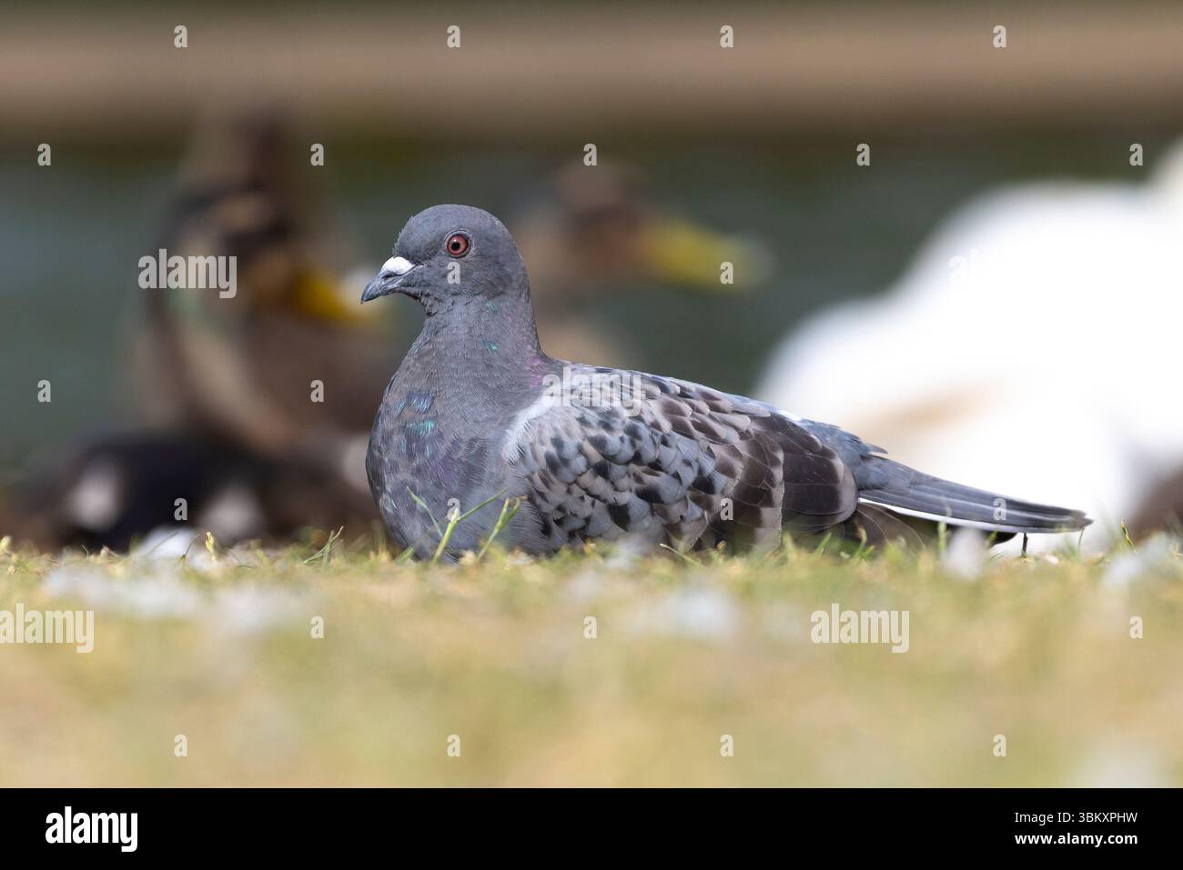 Angolo basso e dettagliato primo piano di un piccione selvatico del Regno Unito (Columba livia) seduto isolato sull'erba in un parco di campagna con uccelli acquatici sullo sfondo. Foto Stock