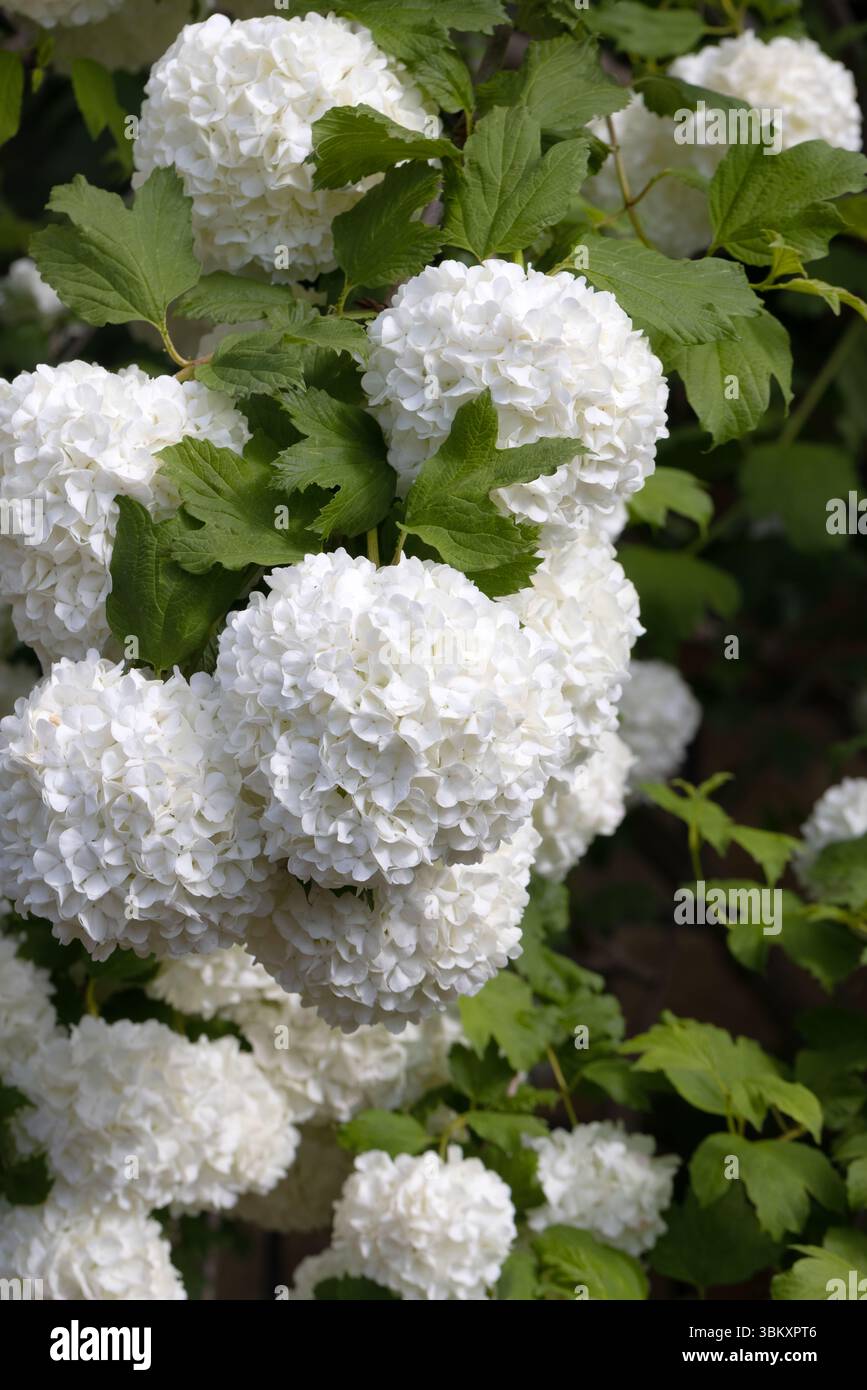 Foto verticale di ortensie bianche che fioriscono in un giardino lussureggiante. Elegante composizione floreale con delicati petali e fogliame verde, perfetta per la cena Foto Stock