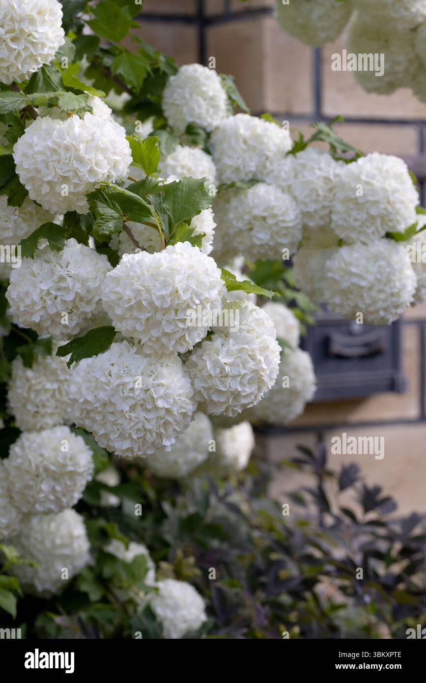 Foto verticale di ortensie bianche che fioriscono in un giardino lussureggiante. Elegante composizione floreale con delicati petali e fogliame verde, perfetta per la cena Foto Stock
