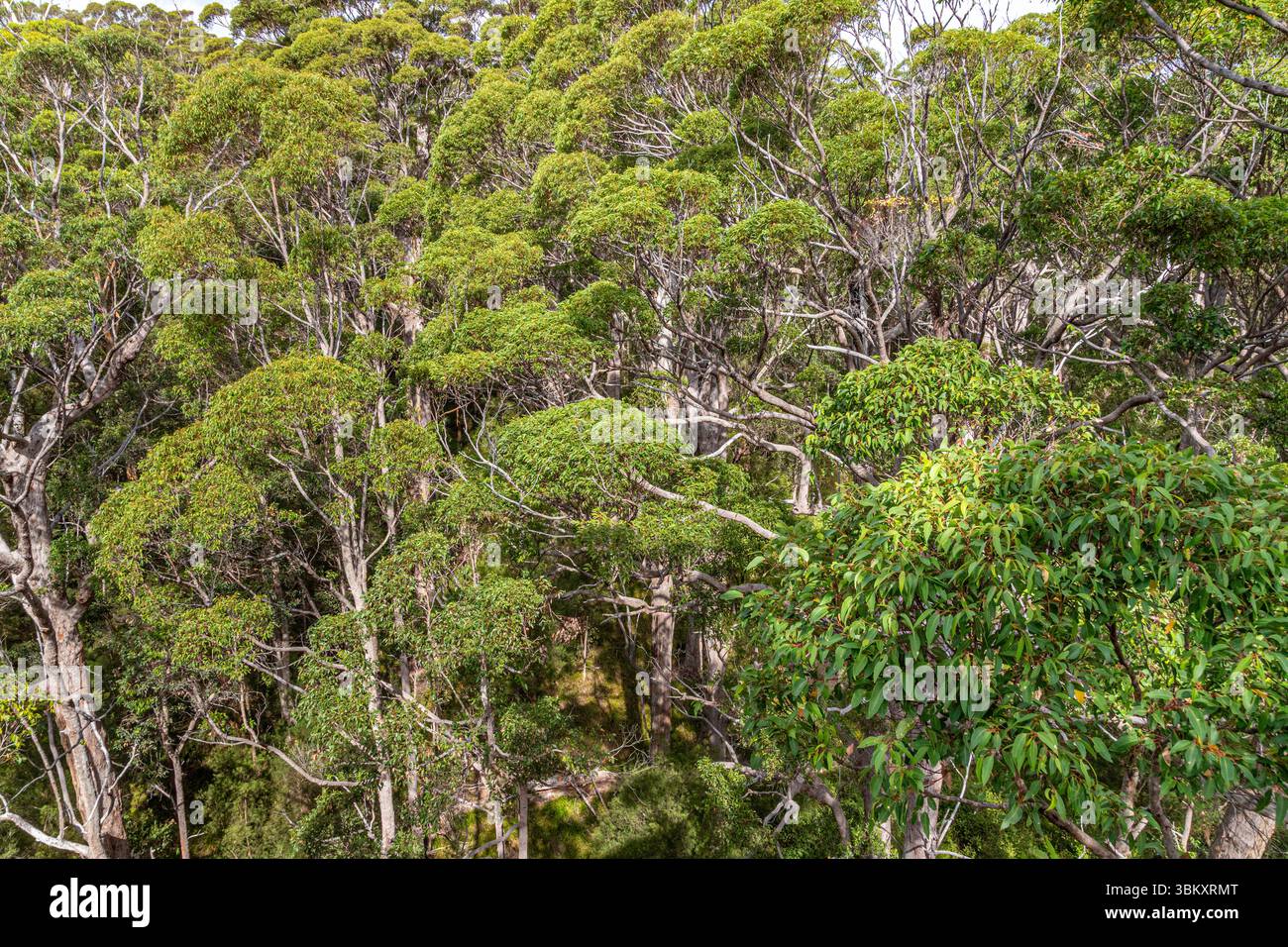 Valley of the Giants Tree Top Walk a Tingledale nel Parco nazionale Walpole-Nornalup vicino a Walpole nella Contea di Danimarca, nella regione del grande Sud dello stato di Washington Foto Stock