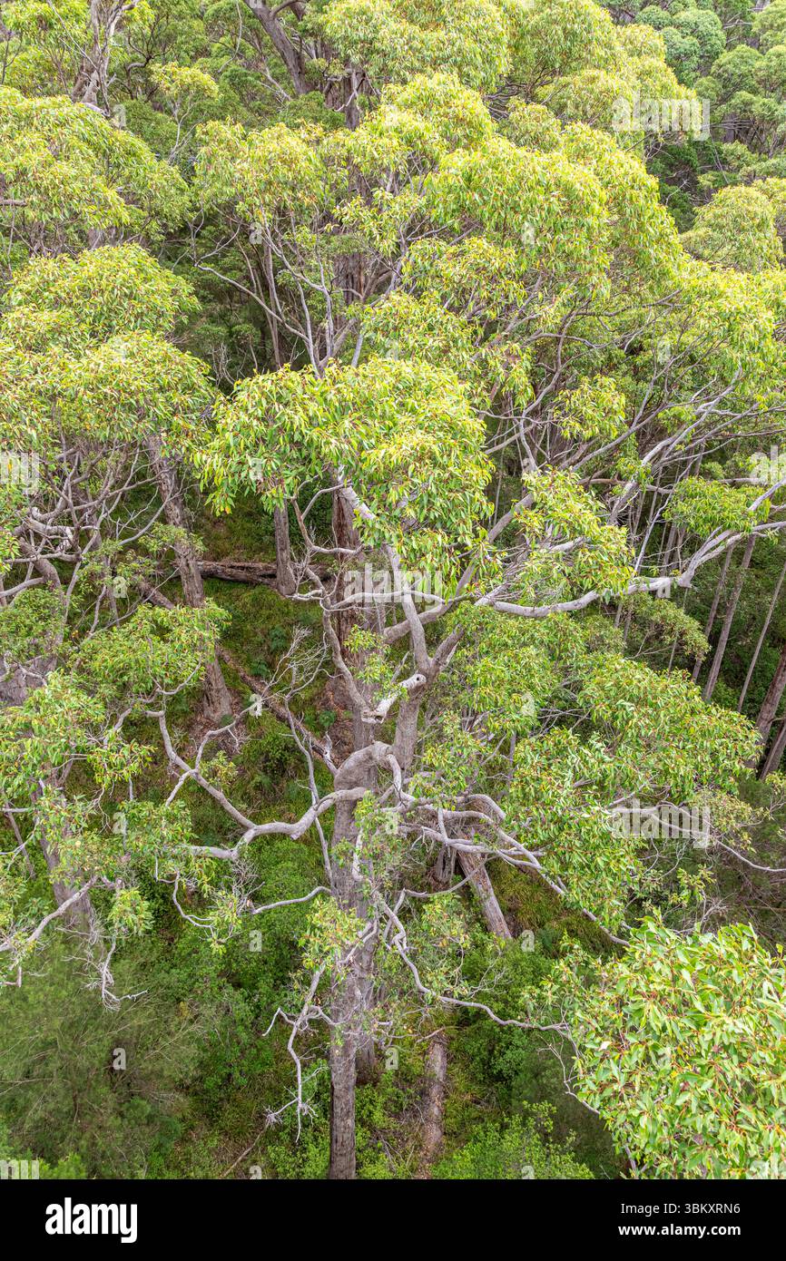 Valley of the Giants Tree Top Walk a Tingledale nel Parco nazionale Walpole-Nornalup vicino a Walpole nella Contea di Danimarca, nella regione del grande Sud dello stato di Washington Foto Stock