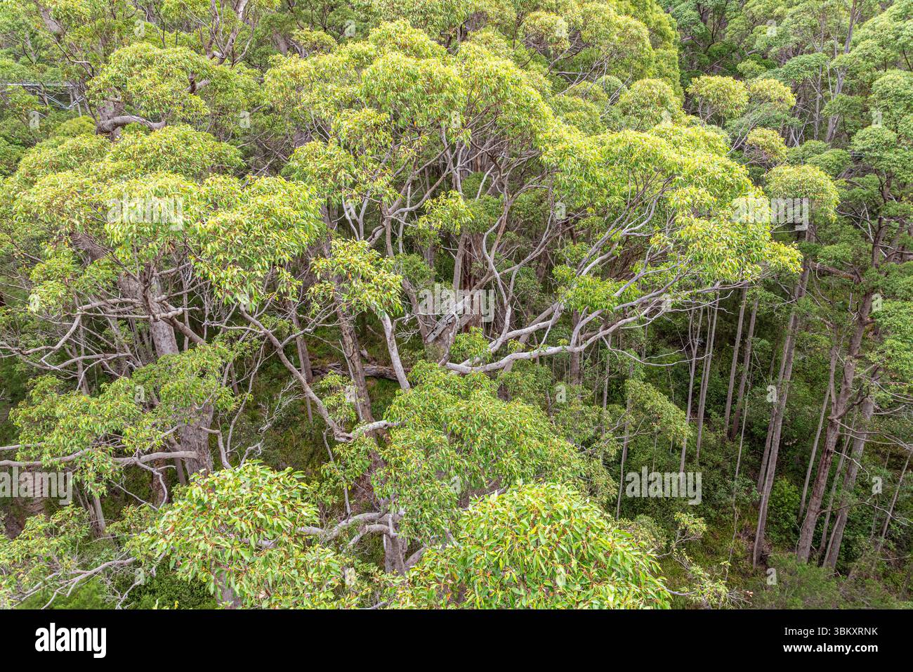 Valley of the Giants Tree Top Walk a Tingledale nel Parco nazionale Walpole-Nornalup vicino a Walpole nella Contea di Danimarca, nella regione del grande Sud dello stato di Washington Foto Stock
