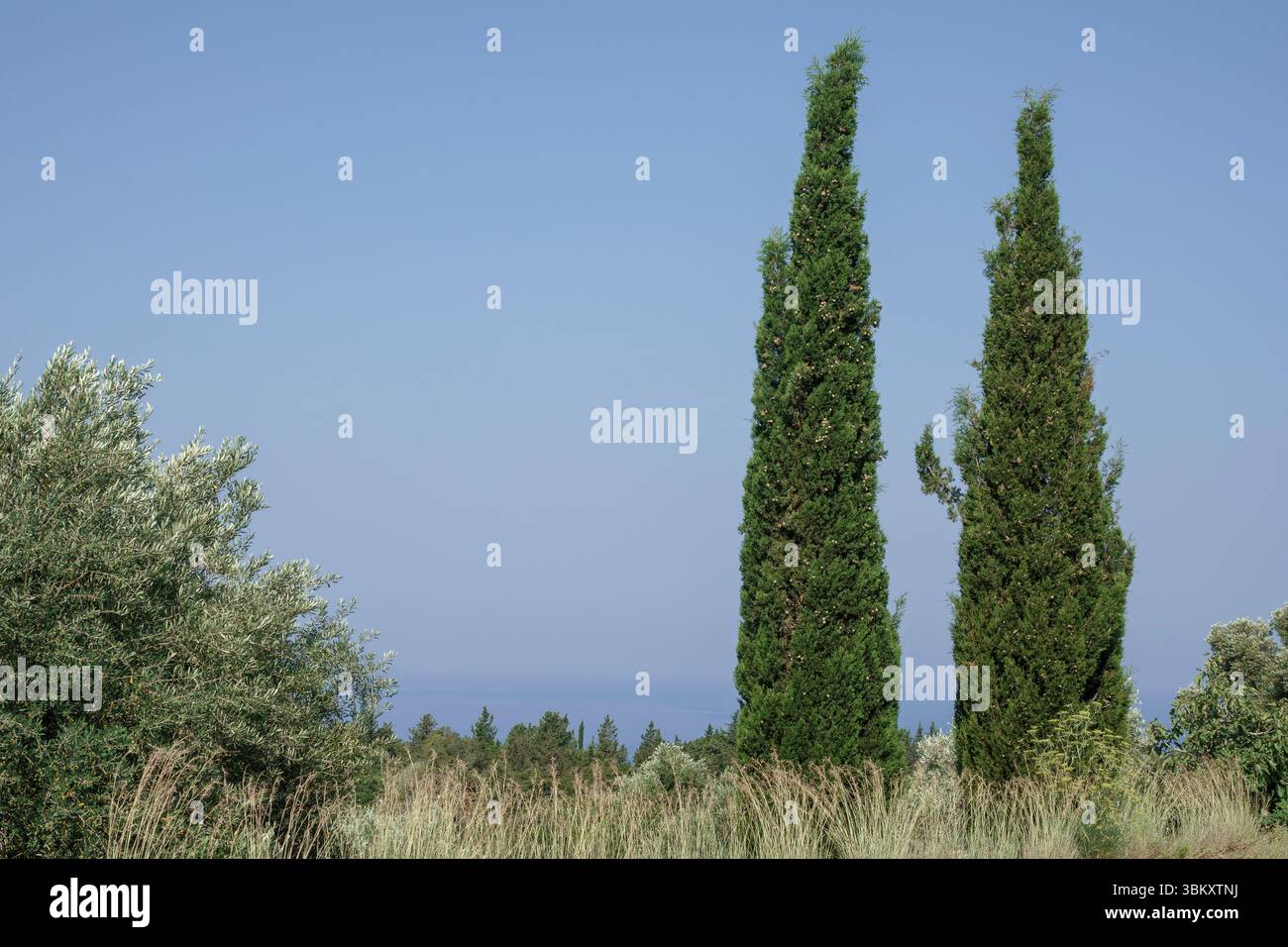 Due cipressi con l'orizzonte oceanico alle spalle in una giornata calda e nebulosa Foto Stock