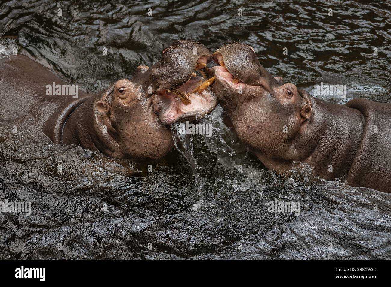 Due grandi ippopotami che interagiscono giocosamente in acqua con bocche aperte ed effetto spruzzante in ambiente naturalistico Foto Stock
