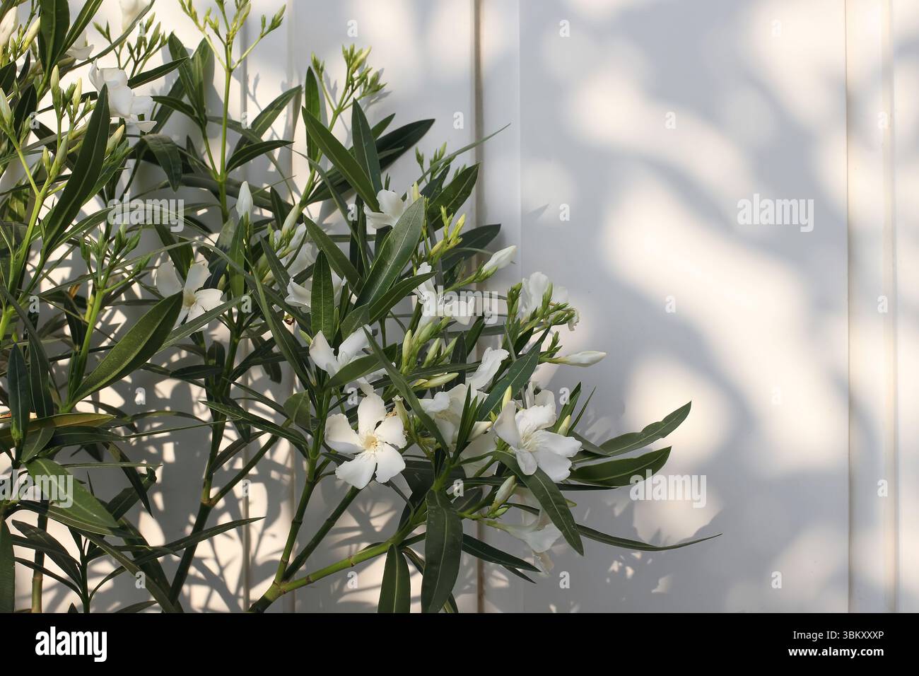 Fiori di oleandro bianchi in fiore e foglie verdi nel caldo sole estivo. Ombre morbide, luce dappata su sfondo bianco della porta in legno. Un sereno Foto Stock