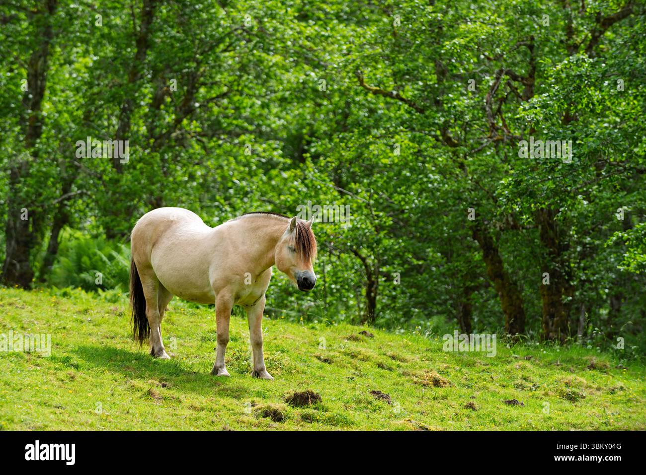Un cavallo si erge tranquillamente in un vibrante prato verde, godendosi il calore del sole sotto un baldacchino di alberi, mostrando serenità nella natura. Foto Stock