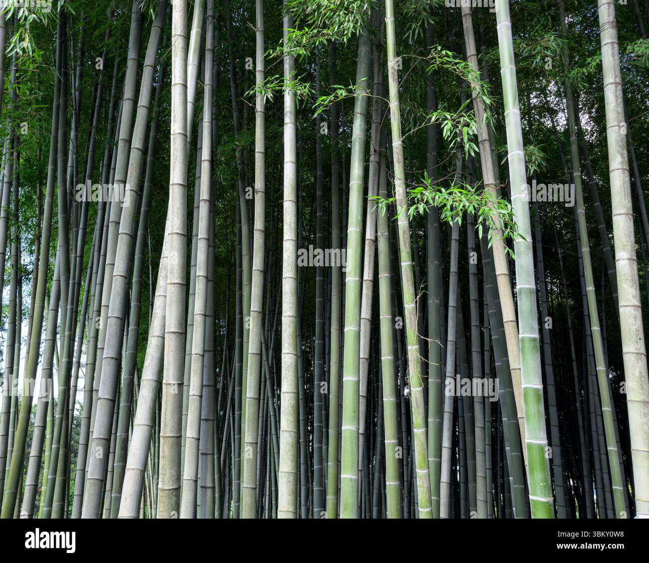 Vista ravvicinata dei tronchi di bambù verticali nella fitta foresta, luce naturale, nessuna gente, perfetto per l'ambiente, botanico, e disegni a tema zen. Foto Stock