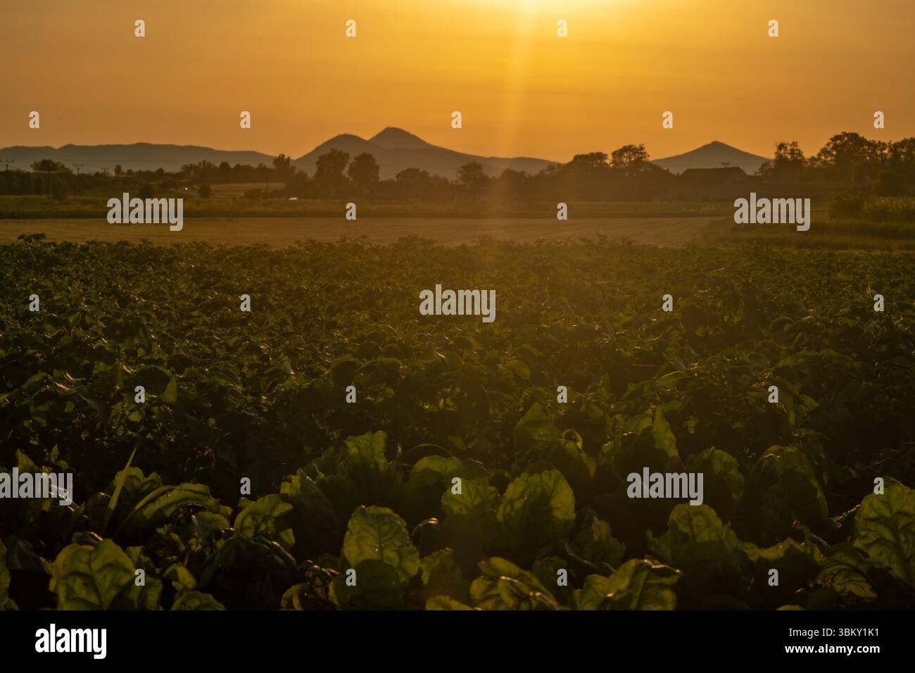 Caldo tramonto estivo e asciutto nella zona di Polabi vicino al villaggio di Olesko Foto Stock