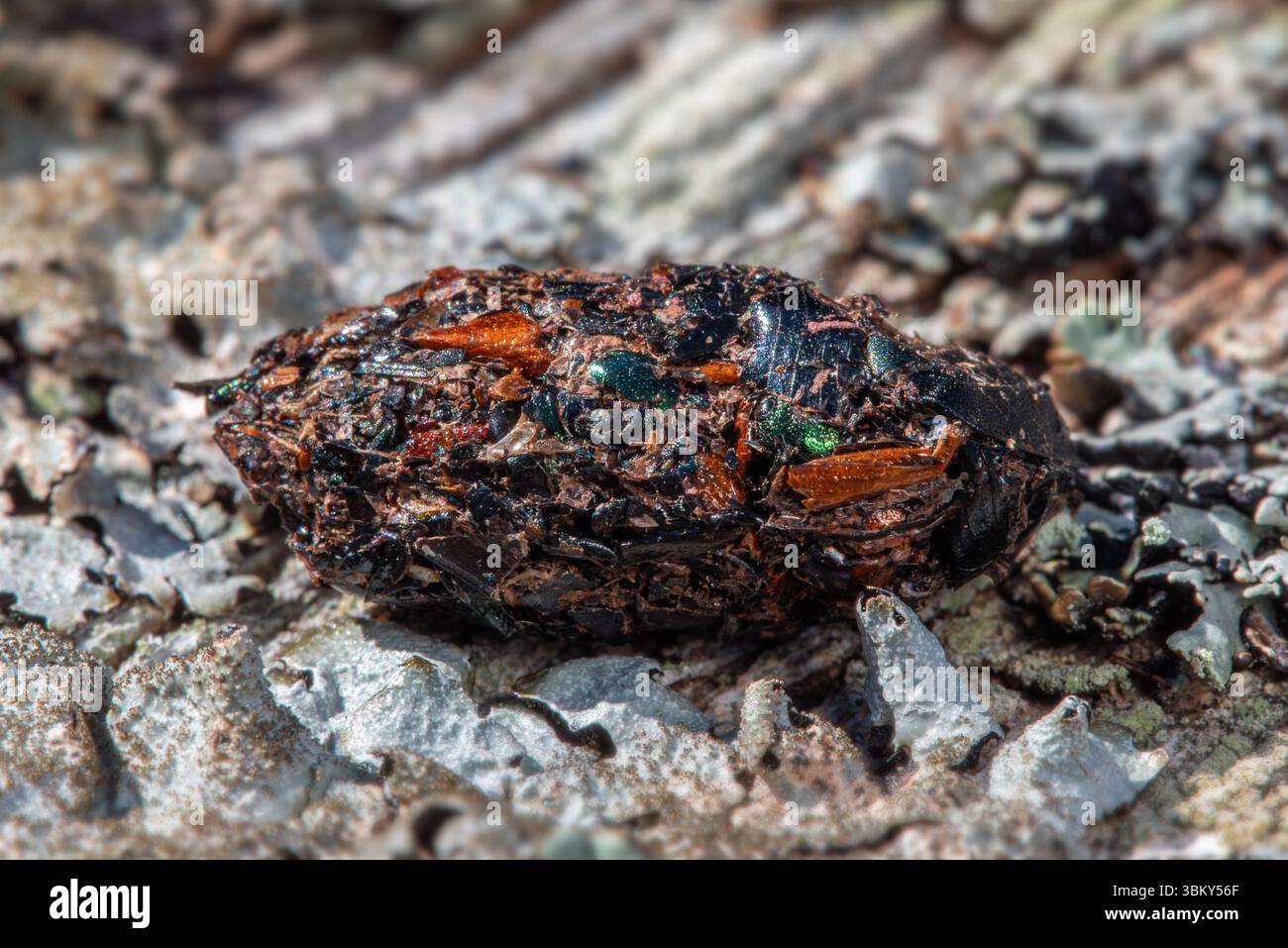 Primo piano di shrike (specifica Lanius) pellet contenente resti rigurgitati non digeriti di zampe di insetti e conchiglie di coleottero/esoscheletri Foto Stock