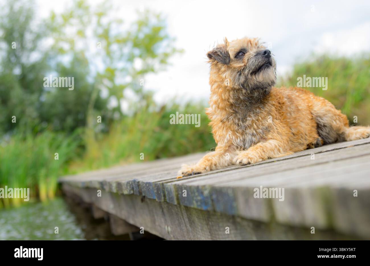 Un simpatico cane Border Terrier giace tranquillamente su un molo di legno o un molo accanto all'acqua e alle canne, guardando in alto con attenzione. Foto Stock Un simpatico cane Border Terrier giace tranquillamente su un molo di legno o un molo accanto all'acqua e alle canne, guardando in alto con attenzione. Foto Stock