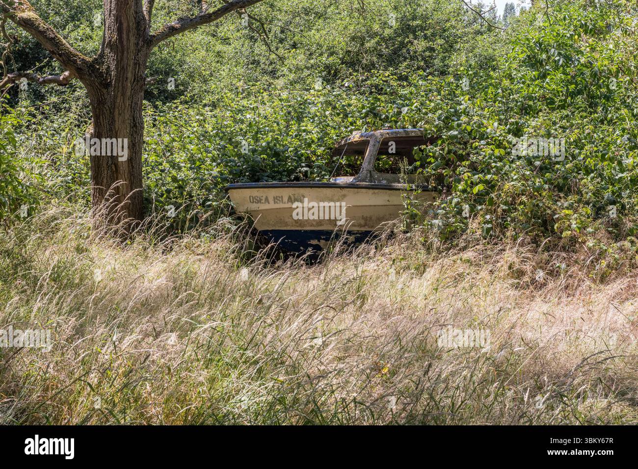 Una barca abbandonata è partita per deperire nei boschi dell'isola privata di Osea, nell'estuario Blackwater, Essex, Regno Unito Foto Stock