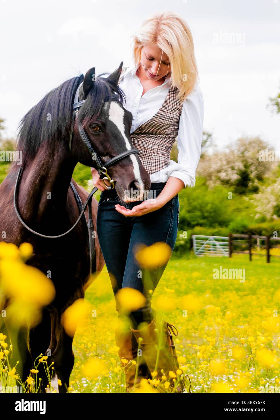 Una donna con una camicia bianca e un giubbotto a quadri è in piedi in un campo di fiori gialli, tenendo in mano la testa di un cavallo nero. Il cavallo sta indossando una briglia. Foto Stock