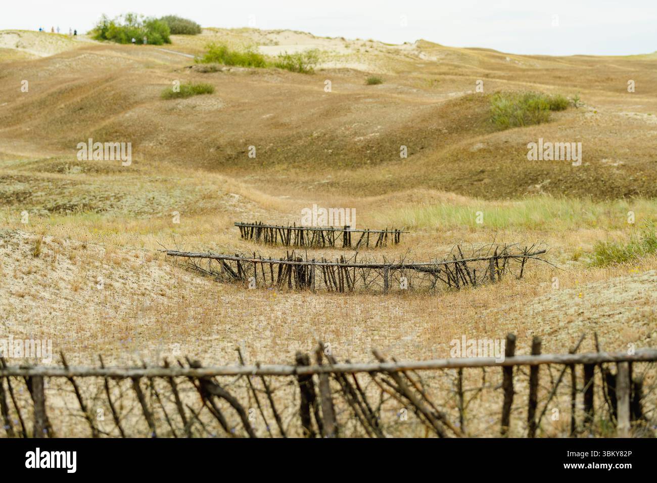 Le tradizionali recinzioni di sabbia fatte di rami di legno punteggiano le dune ondulate del Curonian Spit in Lituania, preservando il fragile paesaggio dal vento Foto Stock