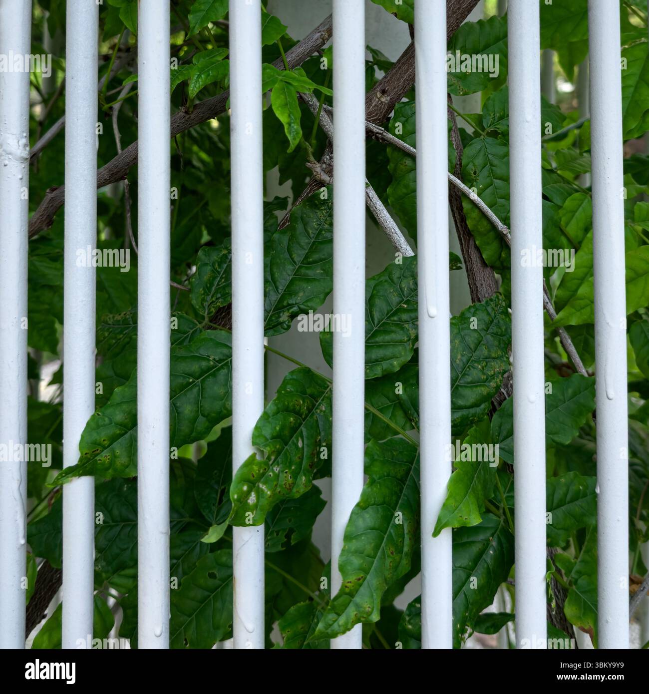 Primo piano di foglie verdi che crescono dietro barre verticali in metallo bianco, luce naturale, simbolica e decorativa, adatta come sfondo o texture. Foto Stock