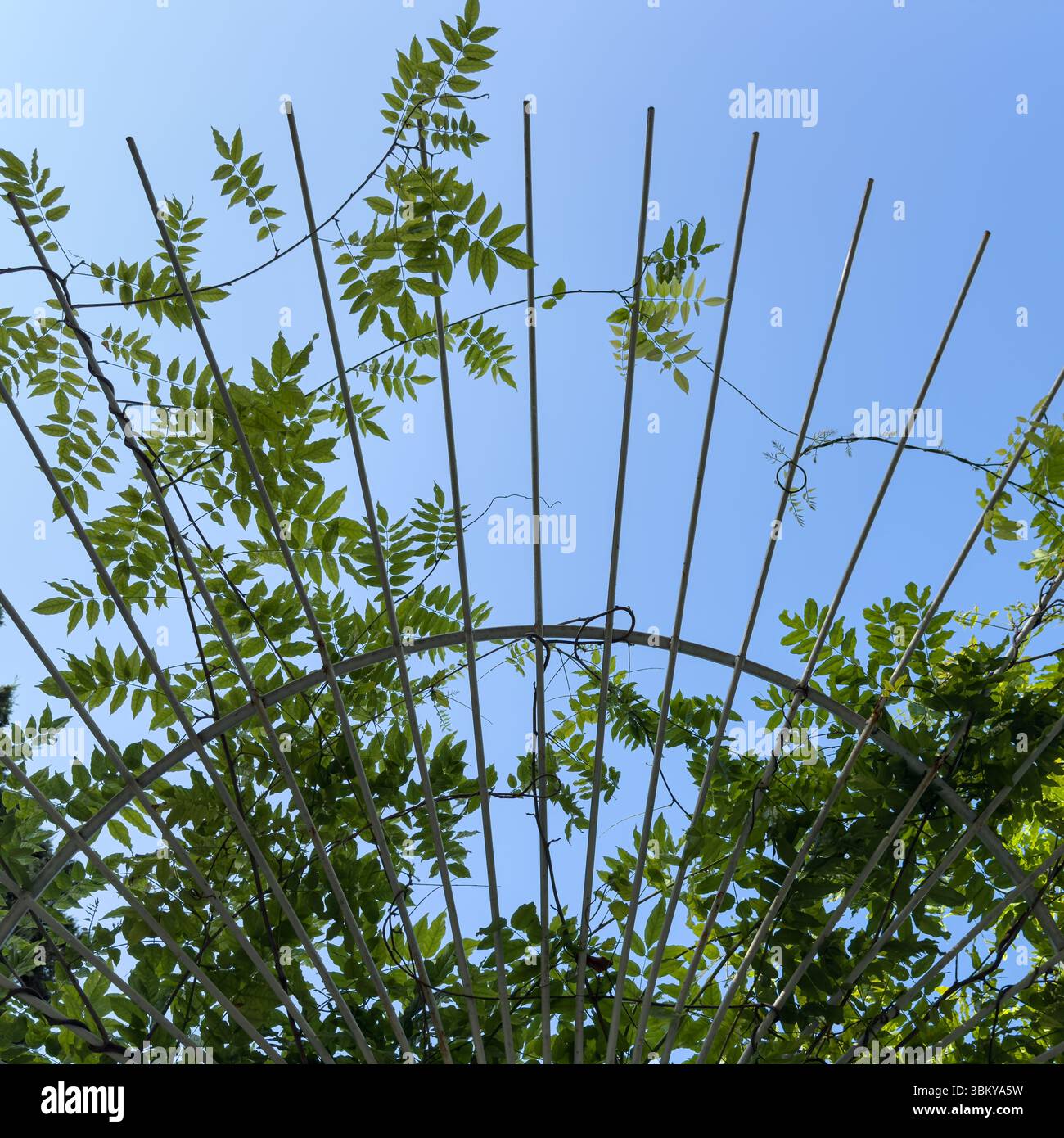 Tralicci simmetrici in metallo con foglie verdi che si arrampicano su un cielo azzurro, dettagli architettonici che fondono natura e struttura, nessuna persona. Foto Stock