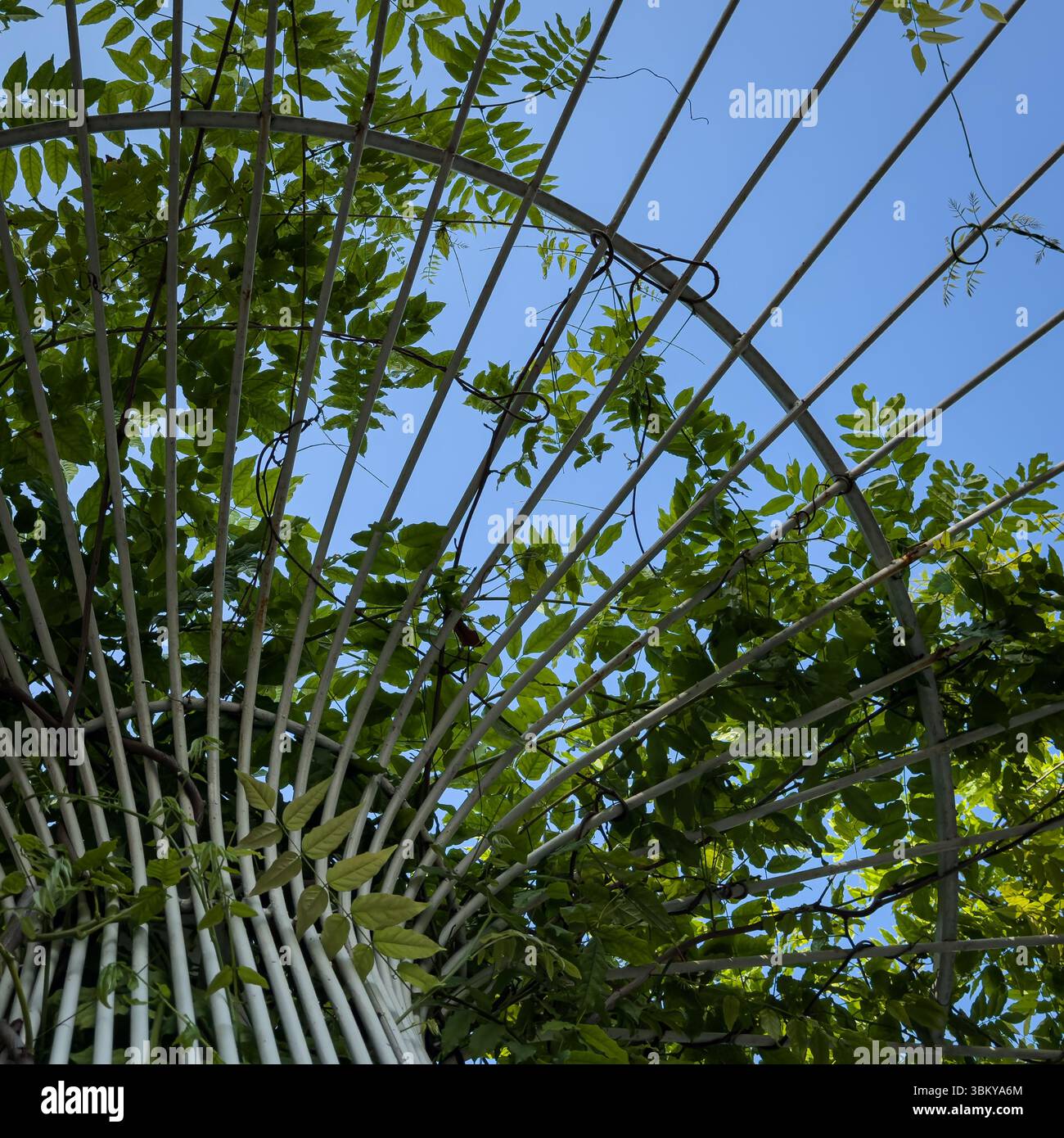 Vista verso l'alto della struttura a traliccio in metallo con fogliame verde e cielo blu, composizione concettuale drammatica con sfumature emotive e architettoniche. Foto Stock