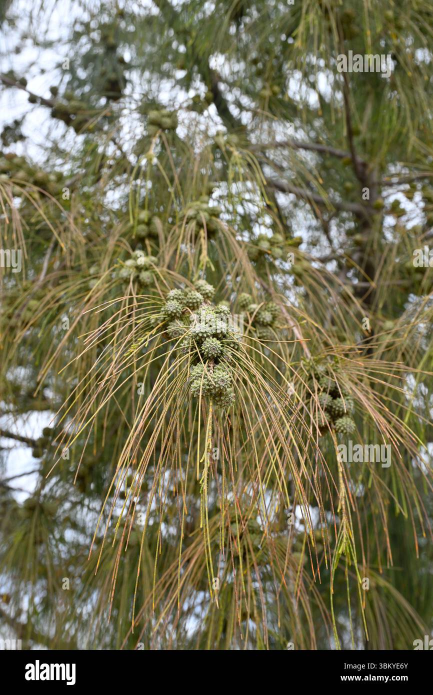 Aghi o salamoie e frutti di pino australiano, Casuarina equisetifolia, la Seyne-sur-Mer, Francia aprile Foto Stock
