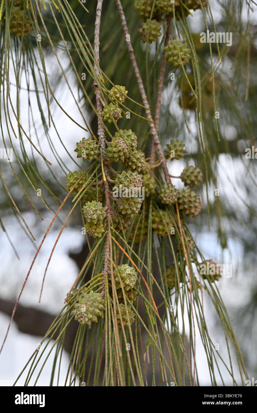 Aghi o salamoie e frutti di pino australiano, Casuarina equisetifolia, la Seyne-sur-Mer, Francia aprile Foto Stock