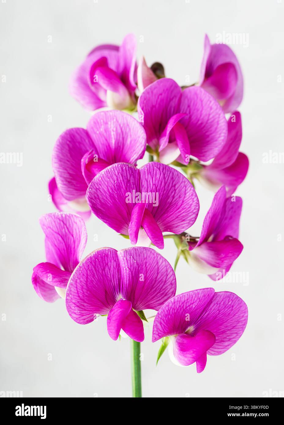 Bellissimo fiore di pisello rosa su sfondo grigio chiaro. (Lathyrus odoratus) concetto fioristico, casalingo o giardinaggio. Copia spazio. Foto Stock
