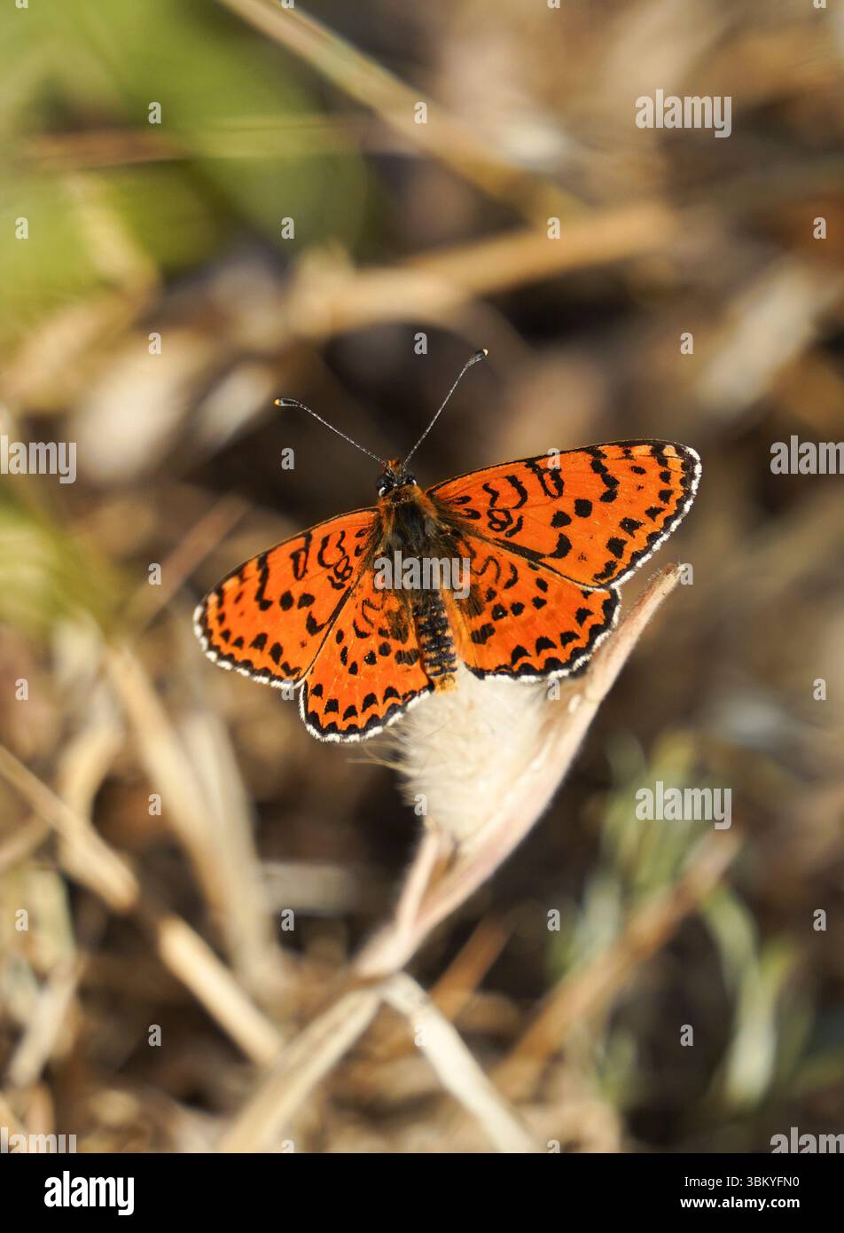 fritillario maculato, Melitaea didyma, crogiolarsi al sole, farfalla, Francia. Foto Stock