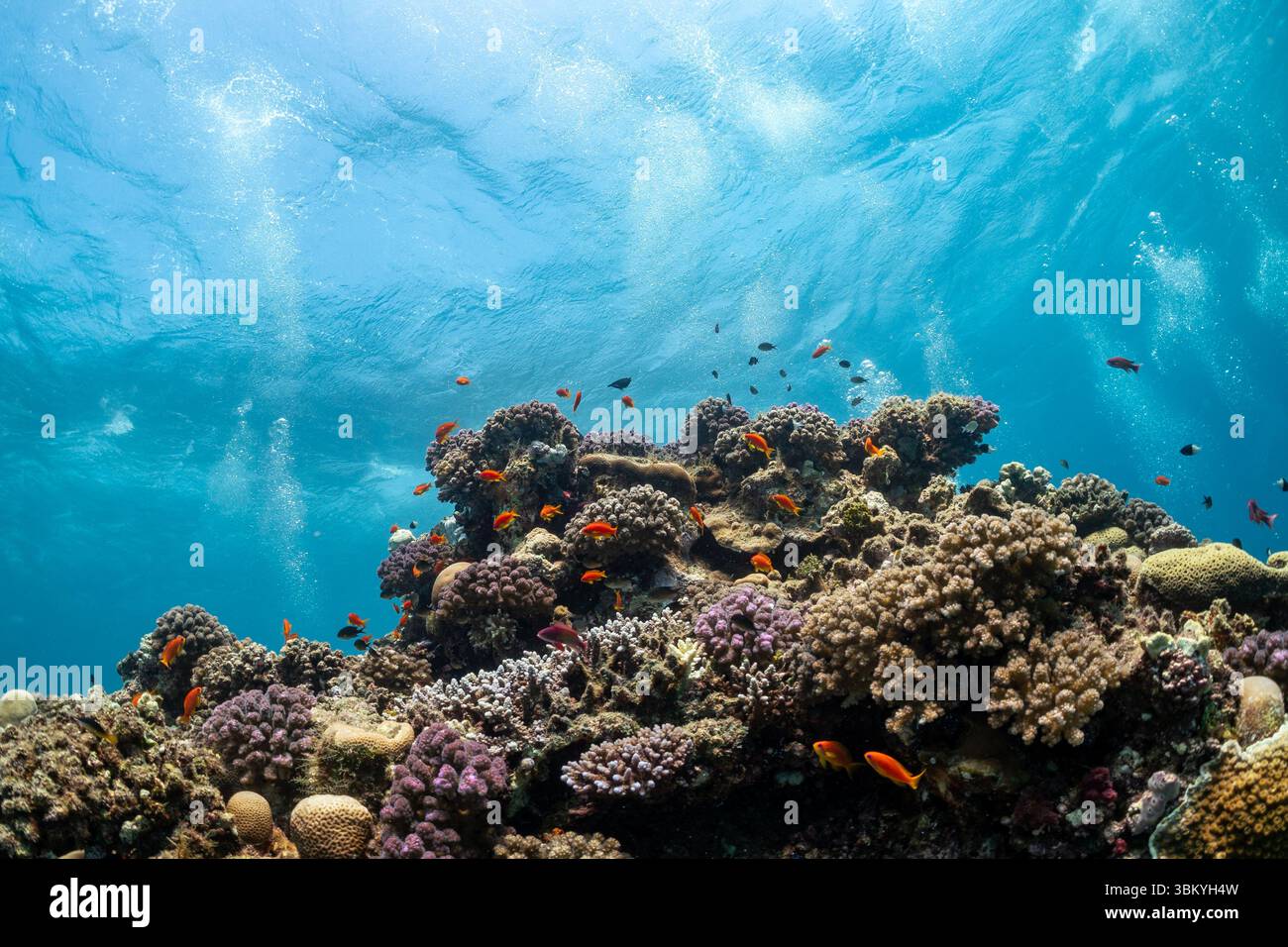 Una vivace barriera corallina brulicante di pesci colorati che mostra la bellezza e la biodiversità degli ecosistemi sottomarini. Foto Stock